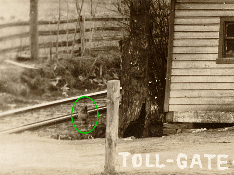 Toll house chicken
